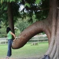 funnytree