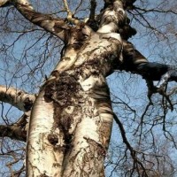 interestingtree